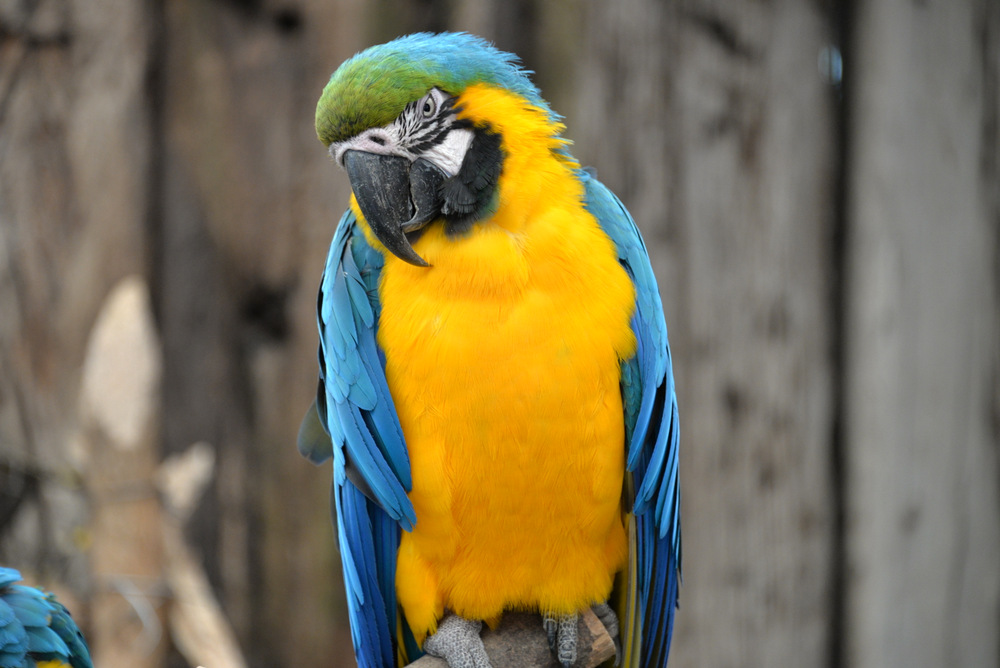 World of Birds Wildlife Sanctuary.